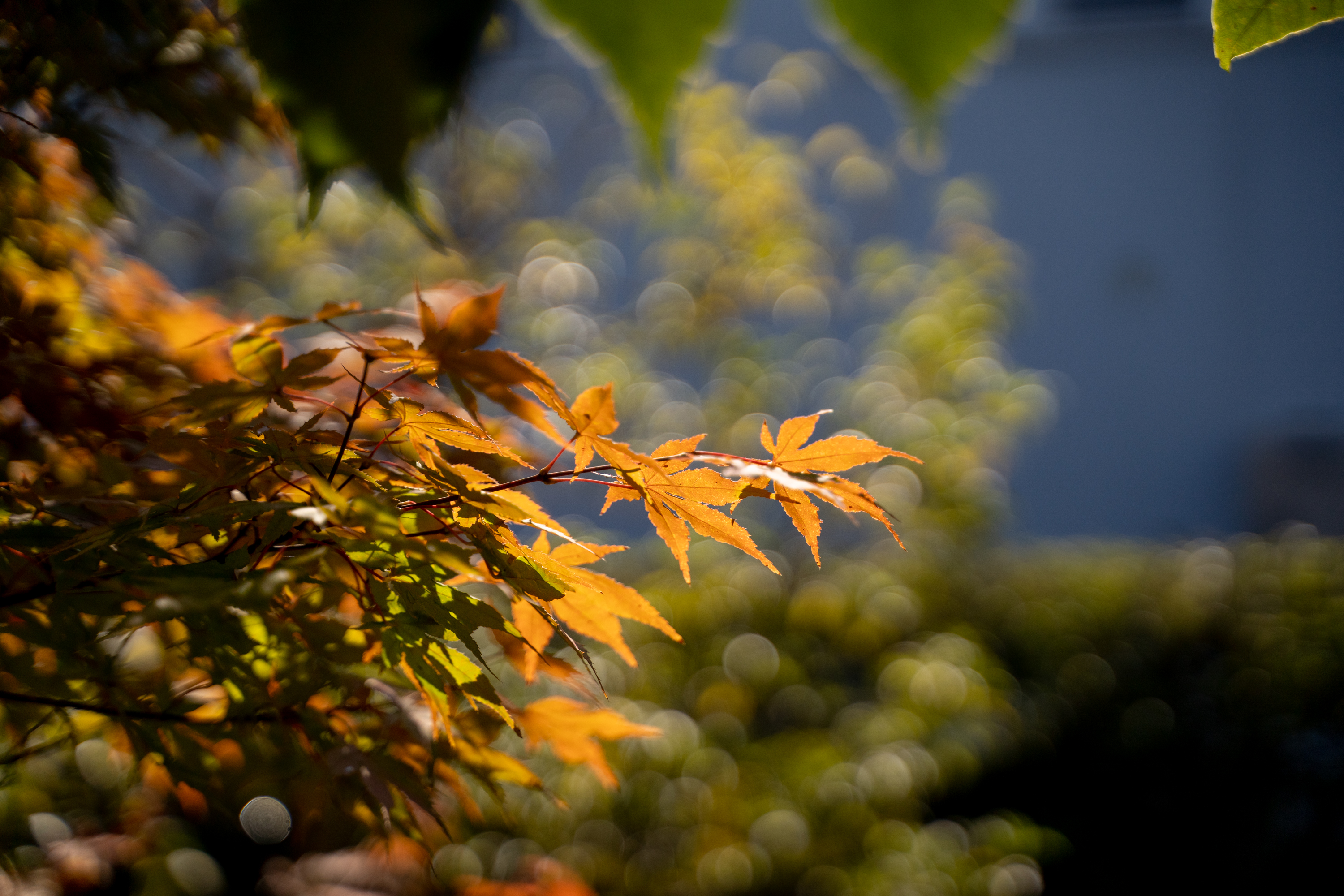 日本庭園の職人
